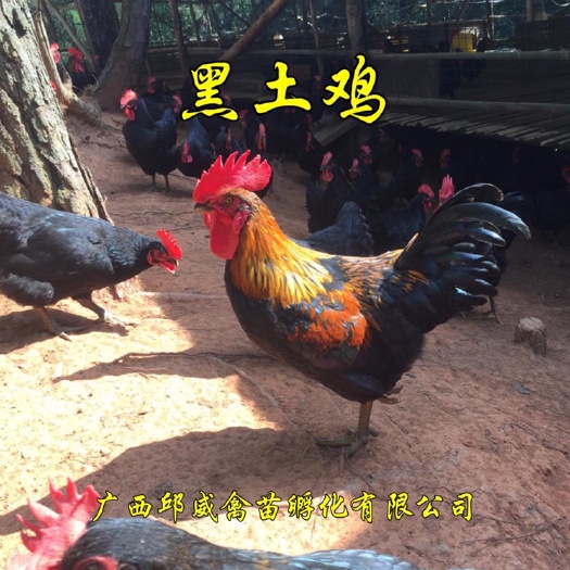 南宁 精品（黑土鸡苗1.8）免费提供养殖技术指导包运输路损
