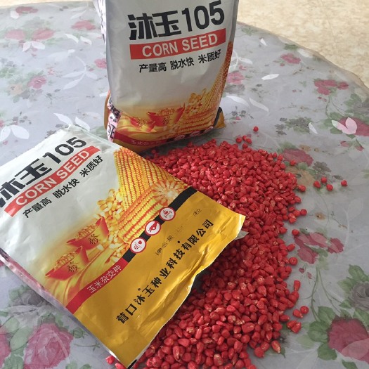 洮南市金大棒玉米种子 常规种 ≥95%