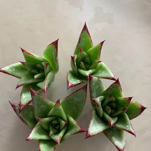 唐山多肉组合 口红砍头，4厘米左右，