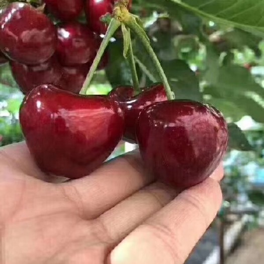 泰安美早苗 嫁接樱桃树苗 车厘子大樱桃树苗 乔化樱桃树苗