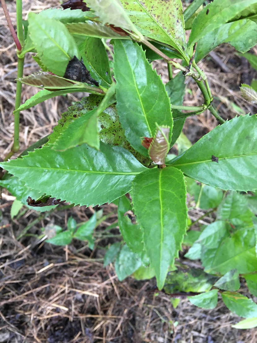  山雞茶 草珊瑚 九節(jié)茶