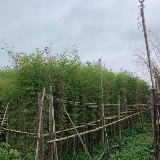 普宁市 刚竹3-8米袋苗抗性强 生于低山坡竹材强韧风景区种植绿化