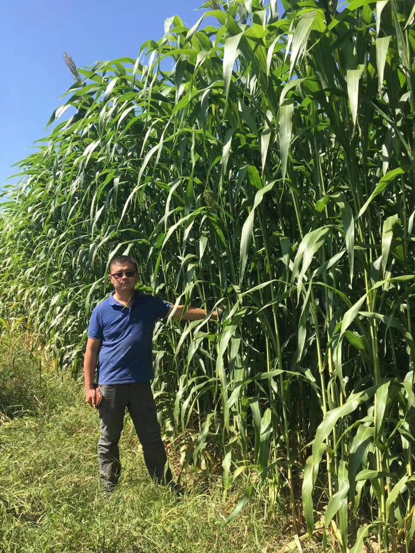 高丹草种子 供草期长 分蘖力强 叶量丰富 抗旱 再生能力强