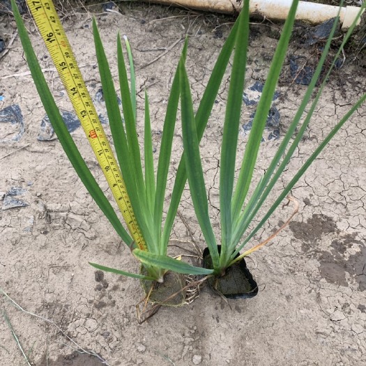 中山市 黄菖蒲