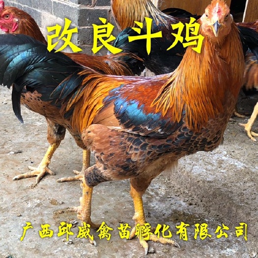 南宁 改良斗鸡苗 特有珍禽 优质售后包打疫苗包路损