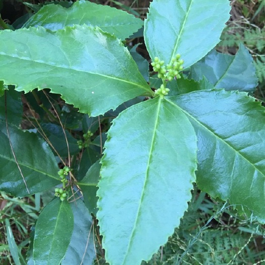 昭平县 山鸡茶 草珊瑚 九节茶