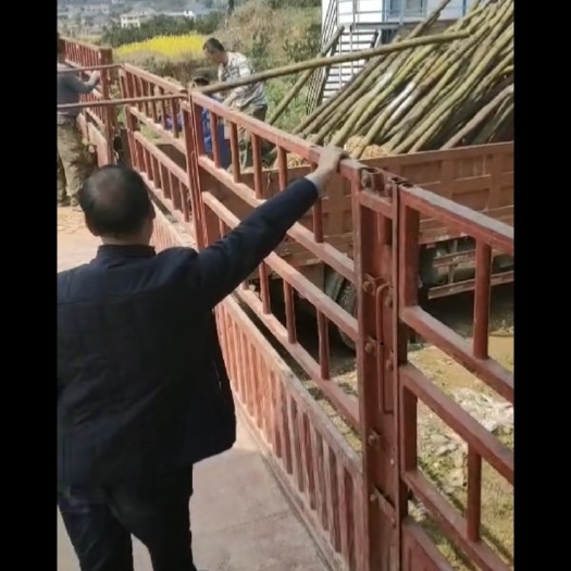 邵东市大叶樟  光干大叶香樟米经8公分