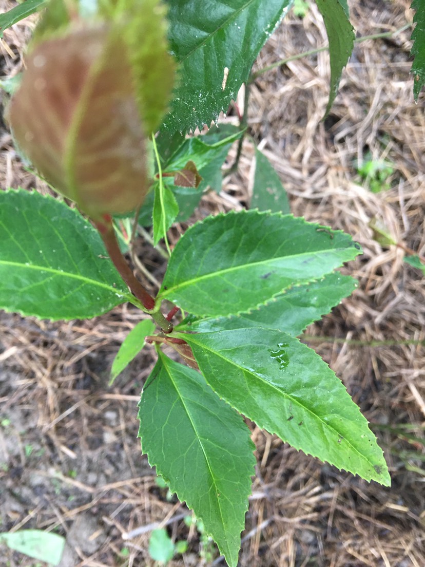  山雞茶 草珊瑚 九節(jié)茶