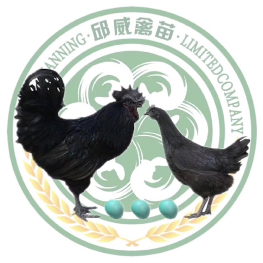 南宁 五黑鸡苗 五黑一绿壳蛋鸡 乌骨鸡 优质售后服务