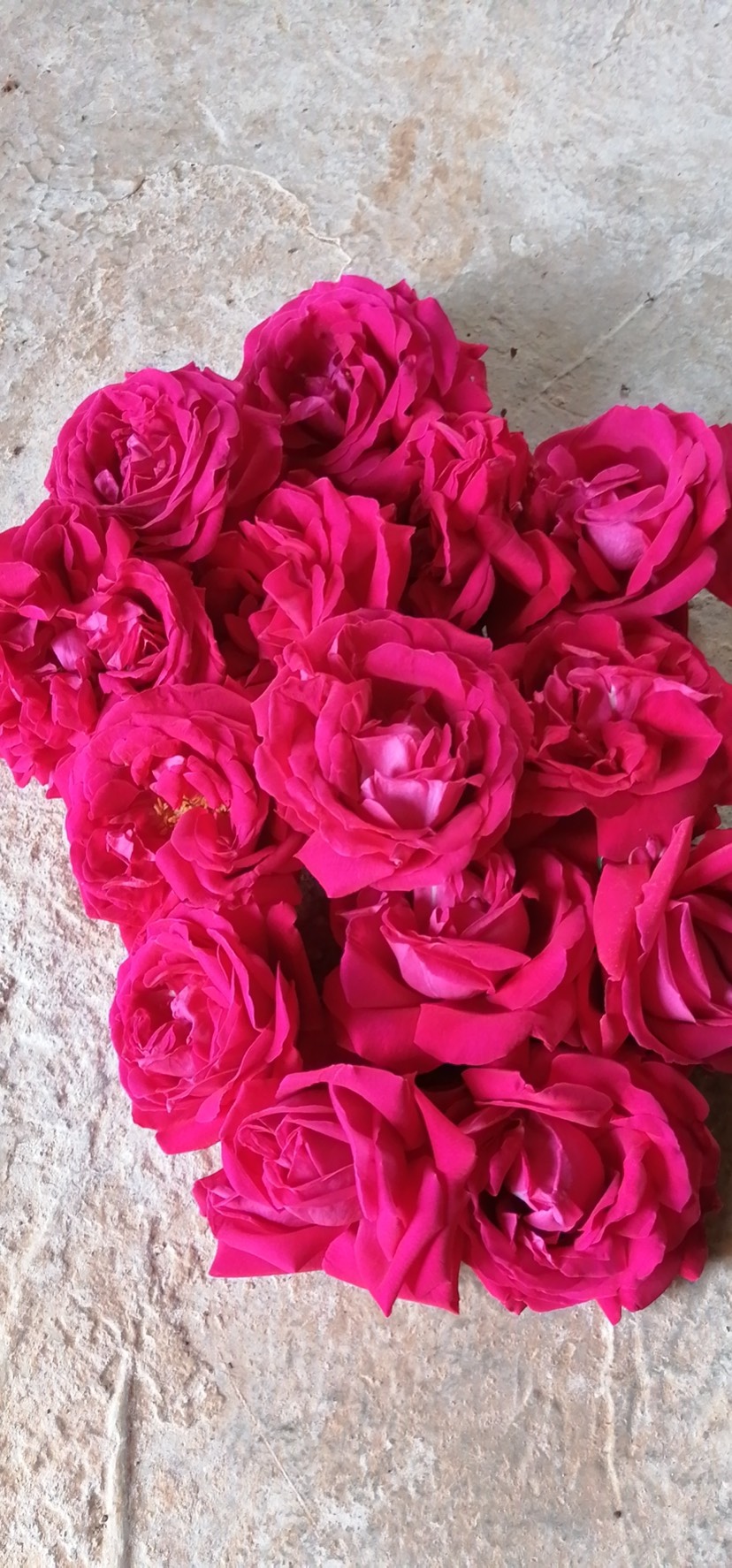云南滇红玫瑰食用玫瑰礼品鲜花新鲜滇红玫瑰花原生滇红玫瑰
