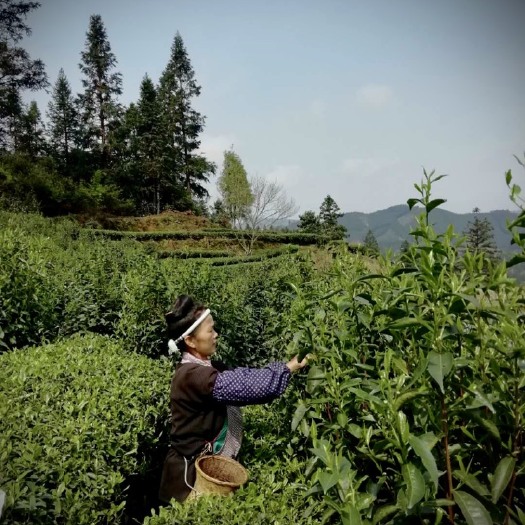 金秀县三江红茶 三江老树茶