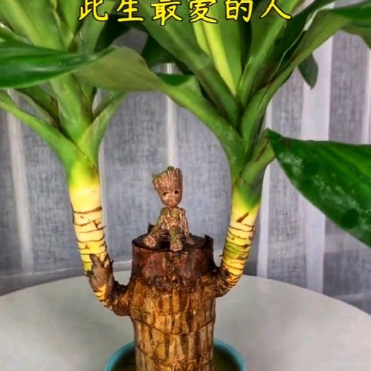 沭阳县景观盆栽