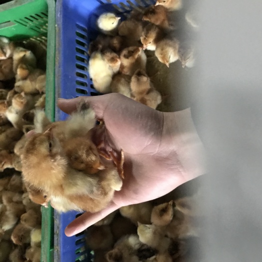 南宁肉鸡苗  文昌鸡苗