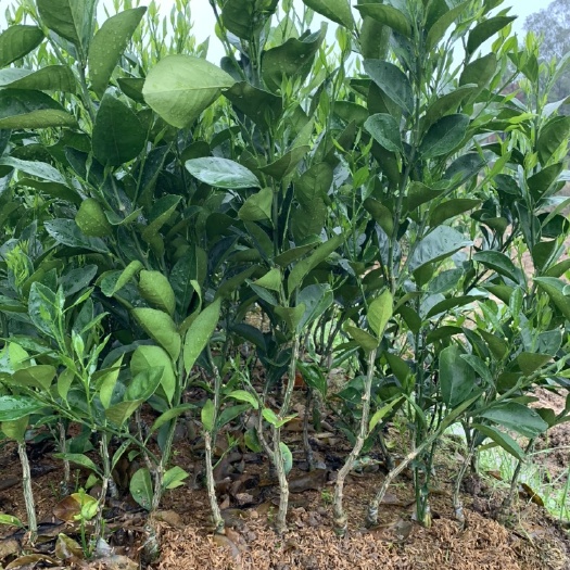 信丰县赣南脐橙苗，纽荷尔苗，卡拉卡拉血橙苗（已脱毒，无杂苗）