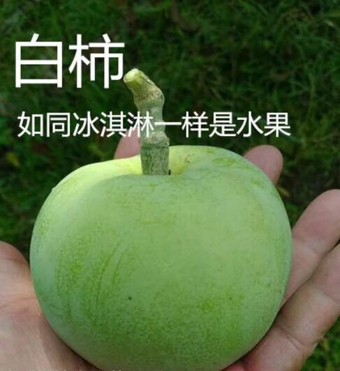 普宁市白柿苗 白柿冰淇淋果嫁接袋苗果肉柔軟香甜入口即化根系发达好管理