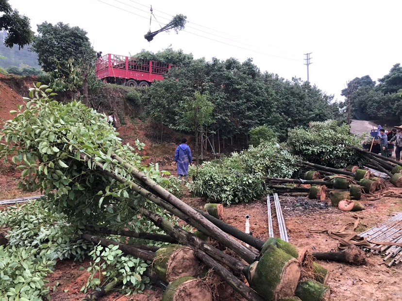  基地供应8公分香樟 福建香樟种植基地 多规格供应