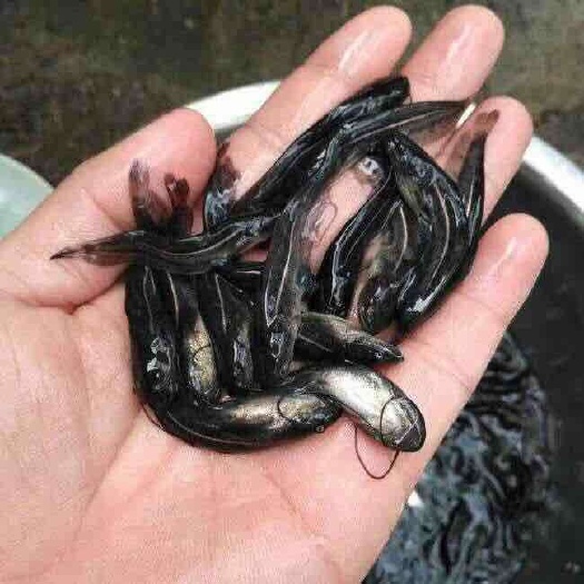 重庆市黄金丁香 黄腊丁
