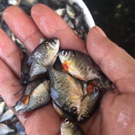 开平市 鲳鱼苗