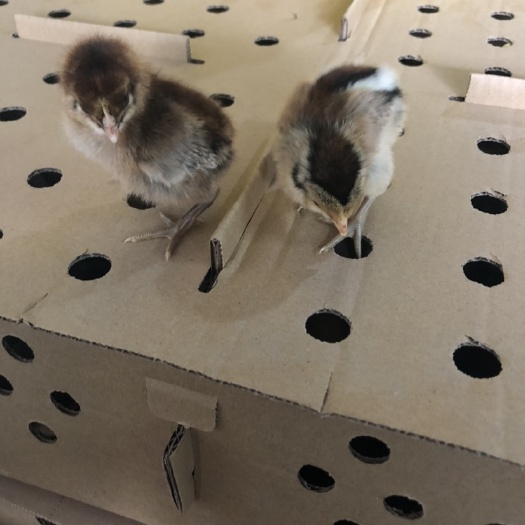 南宁青脚土鸡苗 公