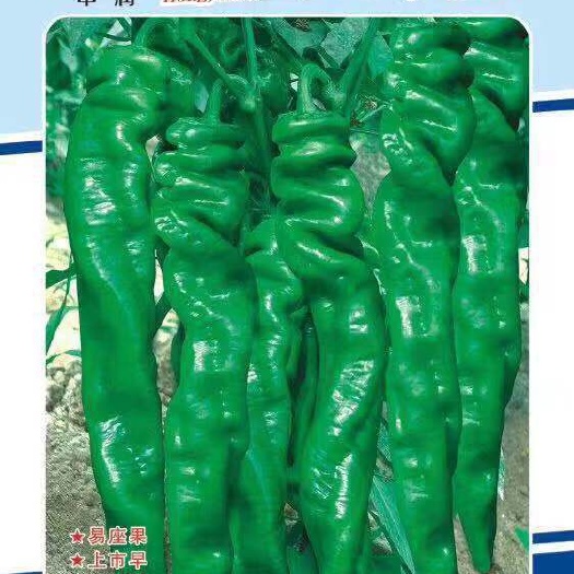 永济市批发蔬菜种子 鸿运椒龙 螺丝椒杂交新品种 中早熟辣椒种子