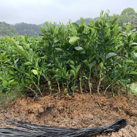 信丰县纽荷尔脐橙苗 纽荷尔中果型脐橙苗，卡拉卡拉血橙苗（脱毒苗，无杂苗）