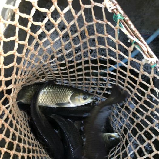 大理市池塘鲤鱼 人工养殖 0.5-3公斤