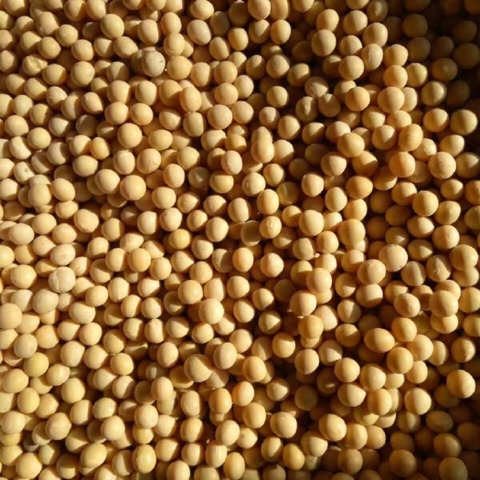 九江黄大豆  东北大豆大颗粒，水分低，蛋白含量42%左右，机分颗粒匀称饱满
