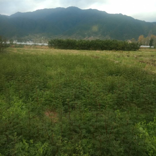 冕宁县 大红袍花椒苗。