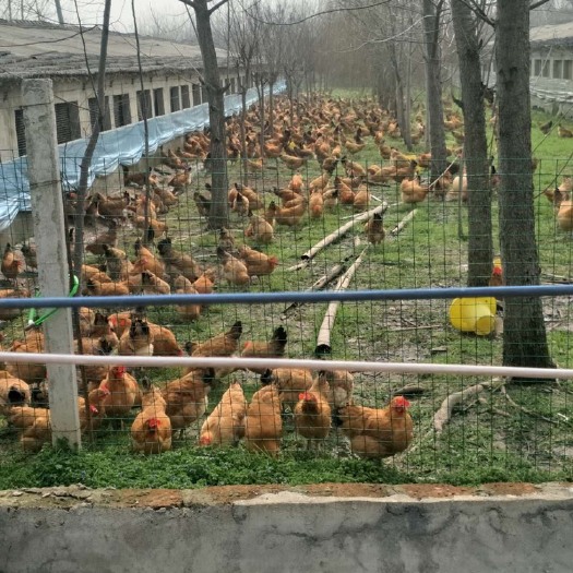 肥西县 常年出售花凤，土公鸡，三黄鸡，红毛蛋鸡