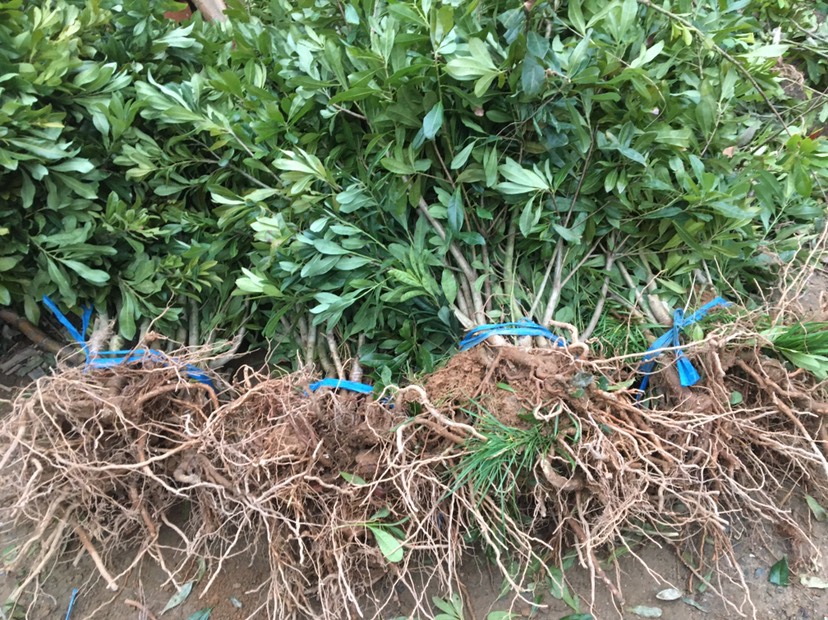 2️⃣年东魁杨梅苗