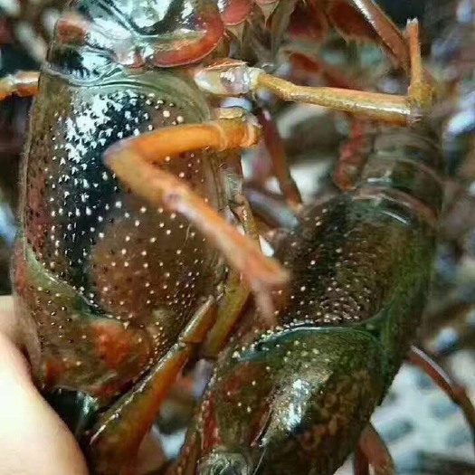 潜江市潜江小龙虾 中青4.2到6.2    16