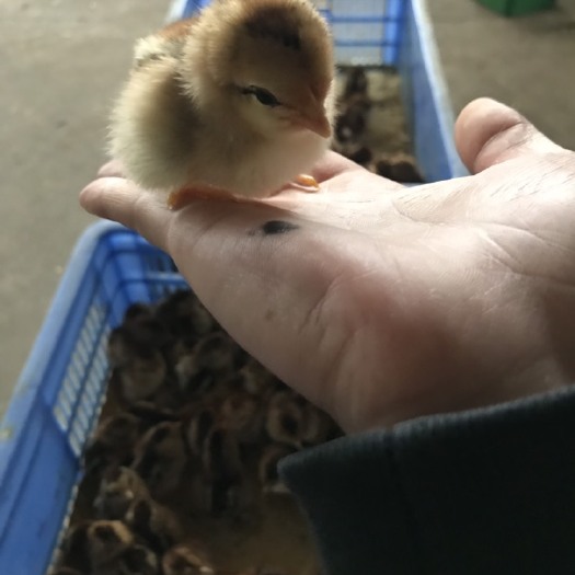 南宁 清远麻鸡苗2.8