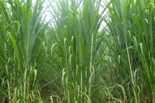 曲靖 欧洲四倍体狼尾草青贮饲料