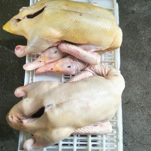 漳浦县白条鸭 当天宰杀白菜鸭