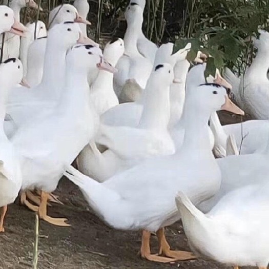 南宁 一点头鸭苗