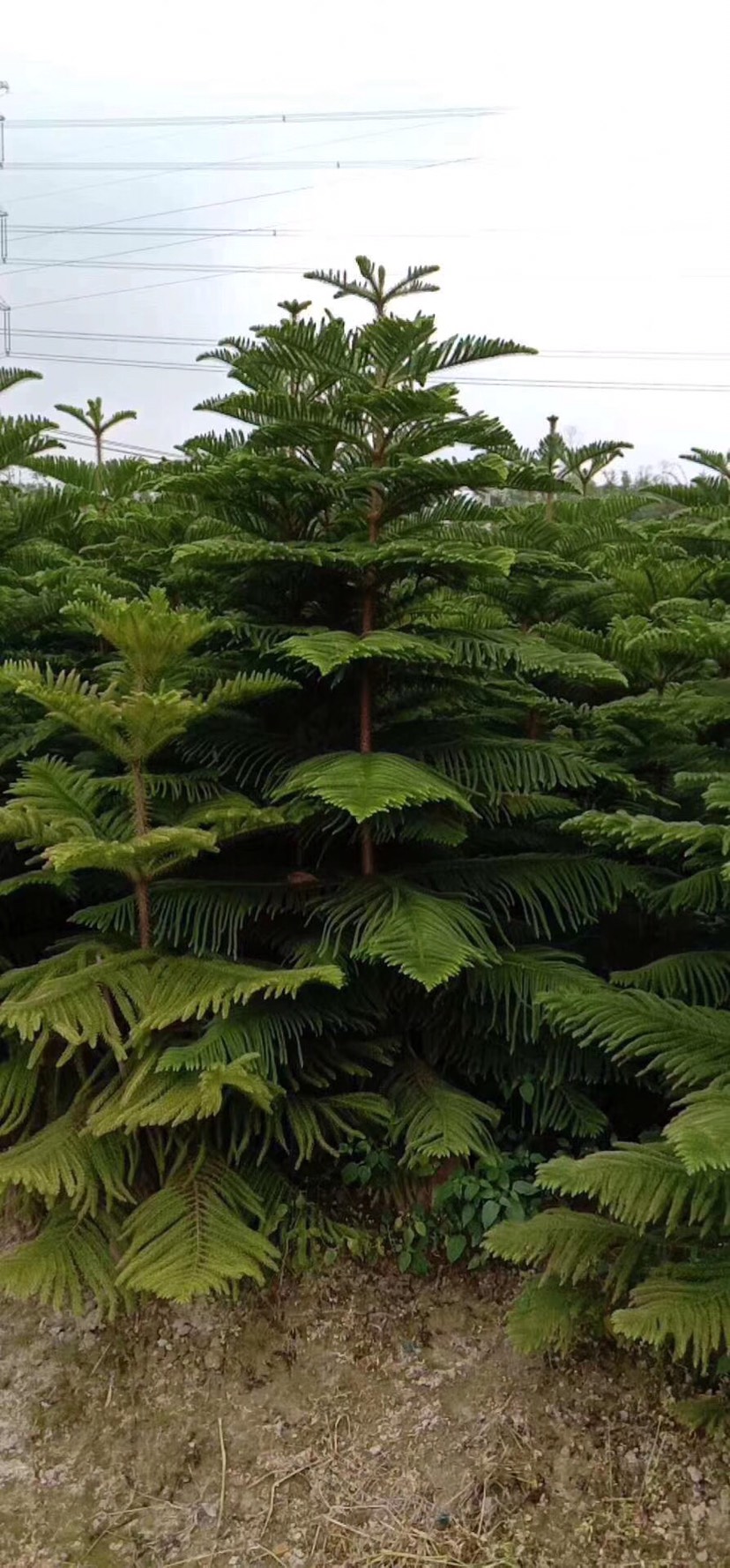 普宁市南洋杉盆栽  南洋杉袋苗2.5-3米高喜光喜暖湿气候 生长较快萌蘖力强
