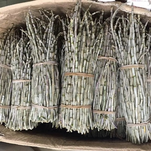 玉林批发石斛鲜条 铁皮石斛 新鲜石斛基地直供 批发