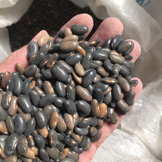 昆明四季豆种子  四季豆，小金豆，产量高