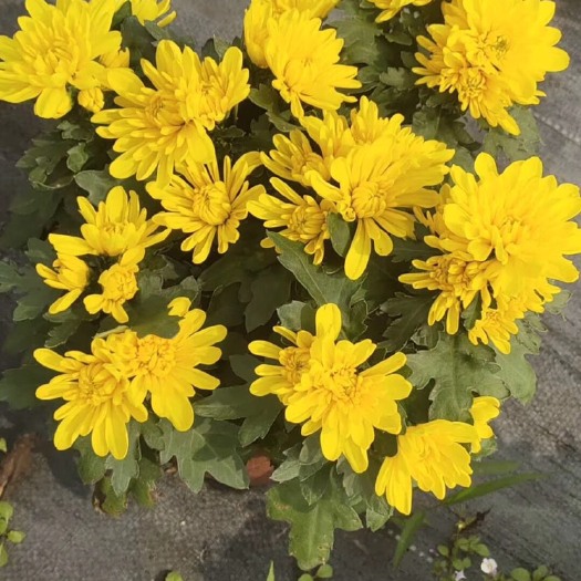 普宁市白菊花苗 菊花盆苗带花苞原盆花形大颜色美叶色绿 适应性很强根系发达
