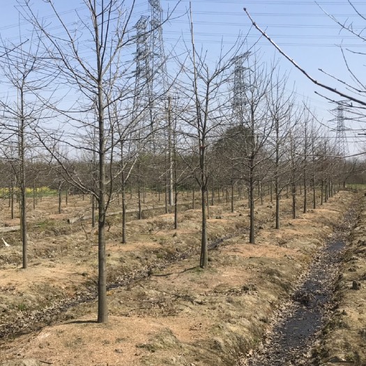 长兴县 两年整的娜塔栎茁壮成长，期待明年下半年出货