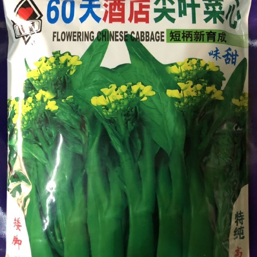 平远县60天酒店尖叶甜菜心种子 油青矮脚 脆嫰 高产 整齐 纯度