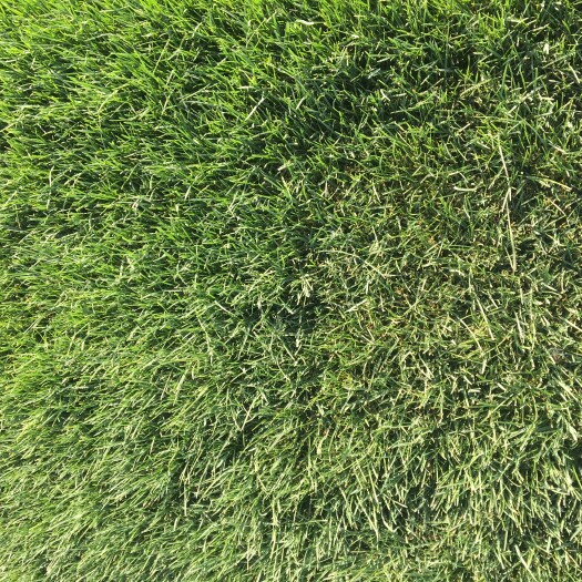石家庄 大量出售草坪