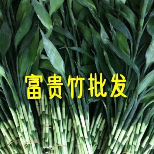 海口 精品海南富贵竹小竹中竹大竹批发自营10余亩地货源充足