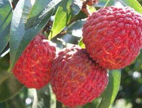 灵山县 荔枝王苗   嫁接苗可带土发货