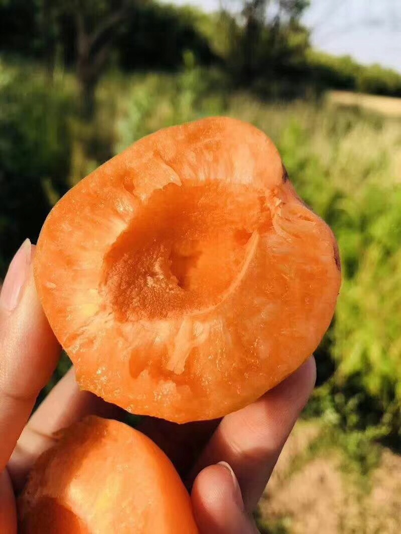 陕西金太阳凯特黄金子金寿杏丰园红珍珠油杏新鲜上市，产地直供！