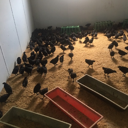 武冈市 大量脱温五黑鸡苗出售