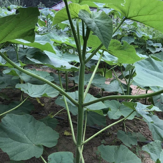 兰考县泡桐  新品种桐树苗木，生长速度快，材质好，是乐器和家具板材的