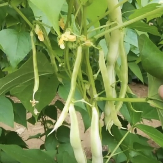 泰安白芸豆 大量上市  全天供应  只要你需要  我都在
