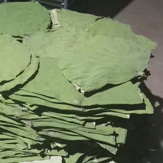 深圳荷叶