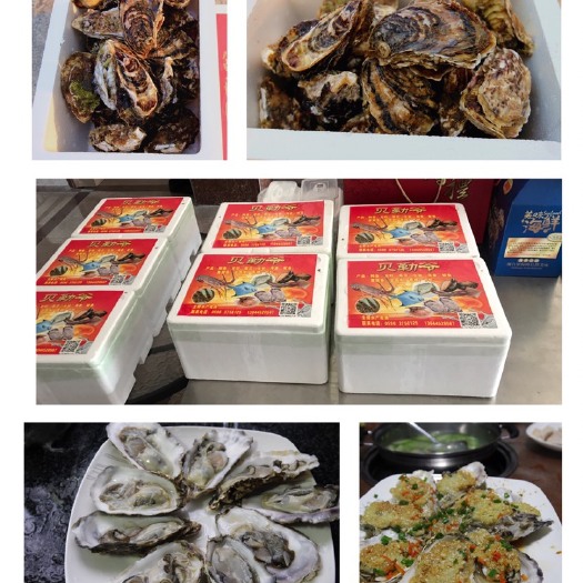 漳浦县福建生蚝 海水 1-2两/只 鲜活水产